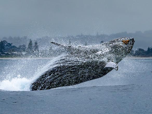 Humpback breaching close to shore with spray exploding
