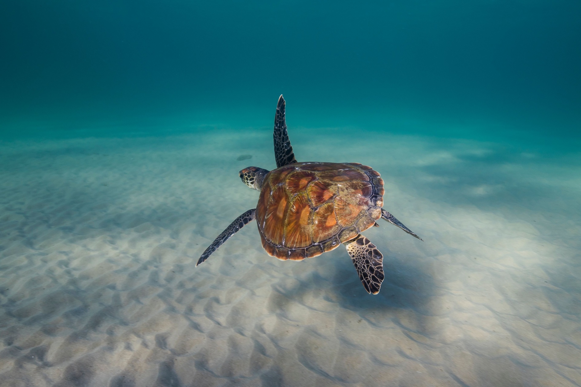 Green sea turtle gliding above rippled sand in shallow, clear ocean
