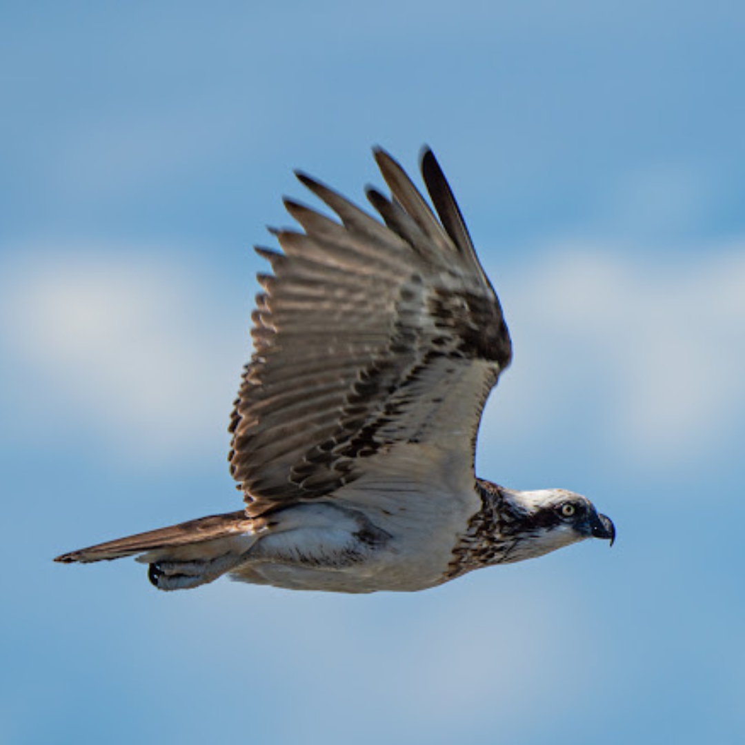 Osprey in flight above Byron Bay