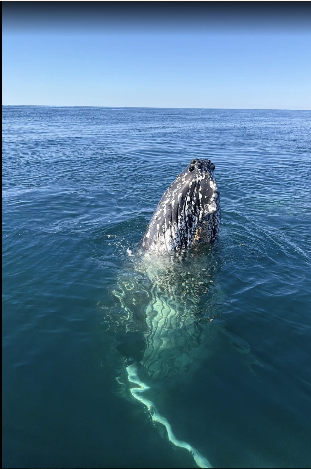 Humpback whale rising vertically from calm blue water off Ballina, photographed by guest Gregory Hall