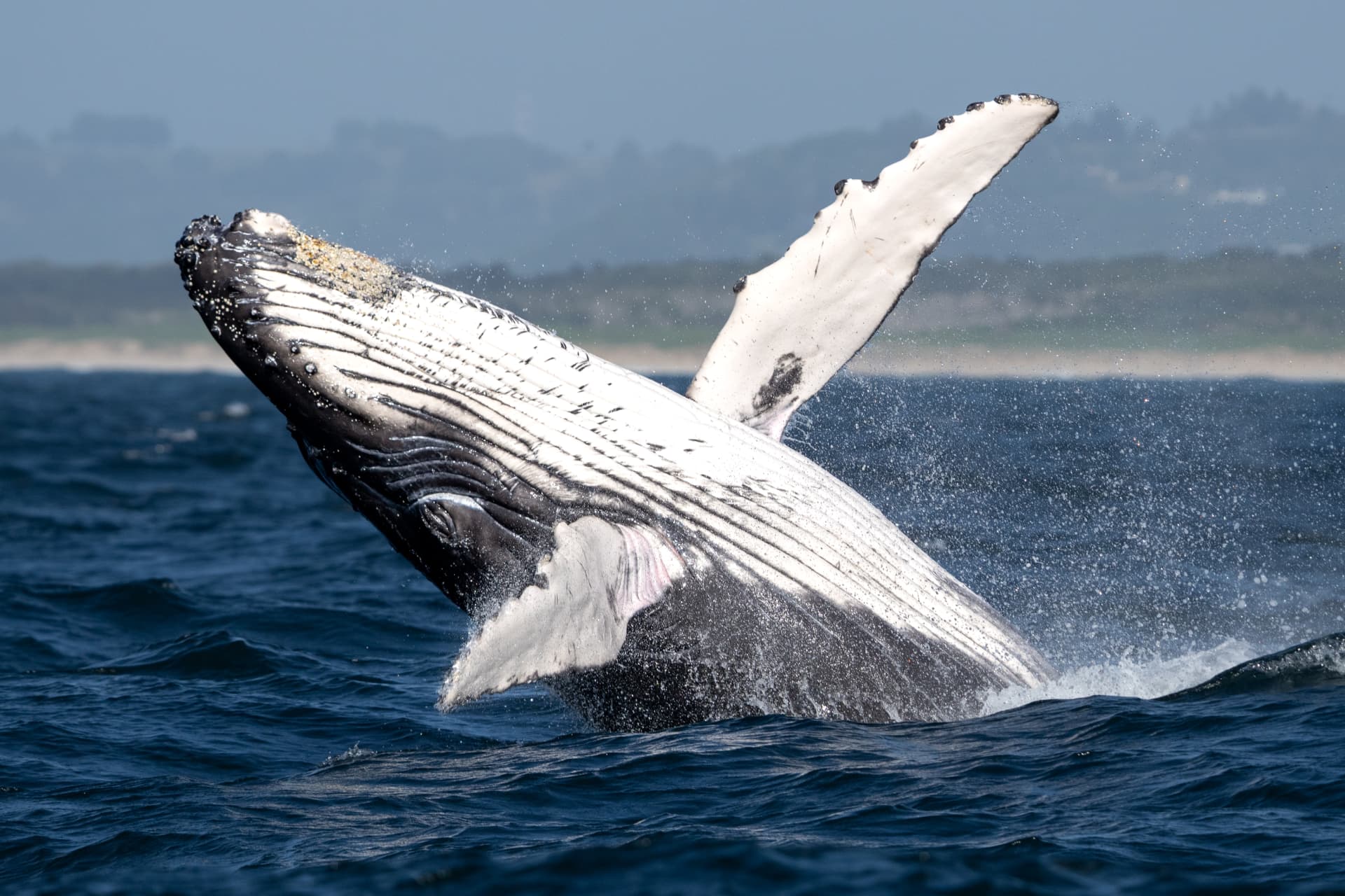 Close humpback whale breach with white pectoral fin raised off Ballina