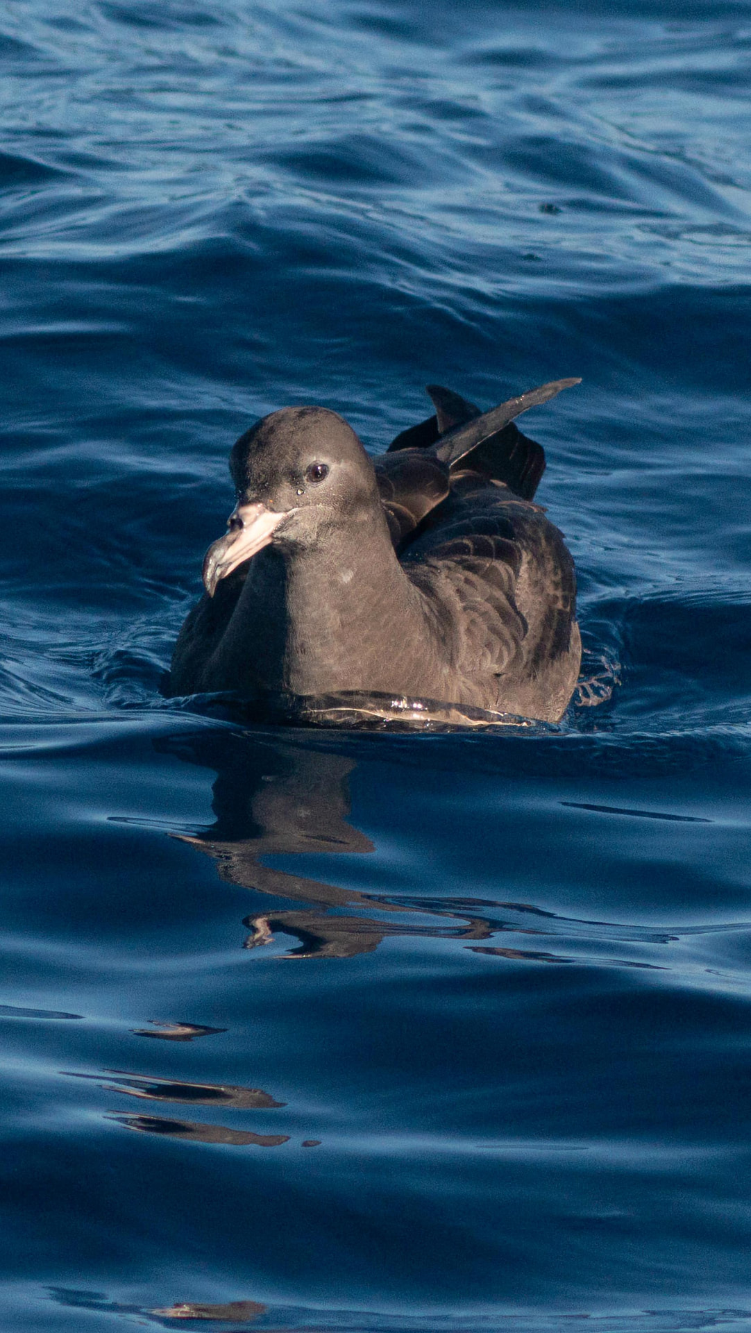 Northern giant petrel resting on the water offshore