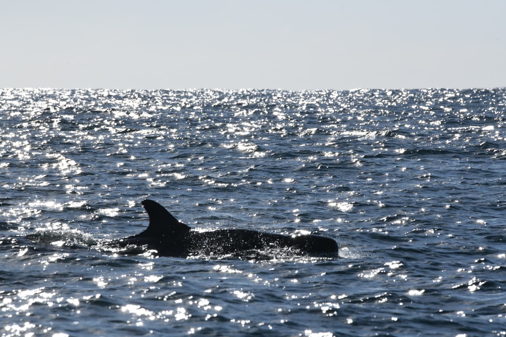 False killer whale surfacing through glittering open ocean swell off Ballina