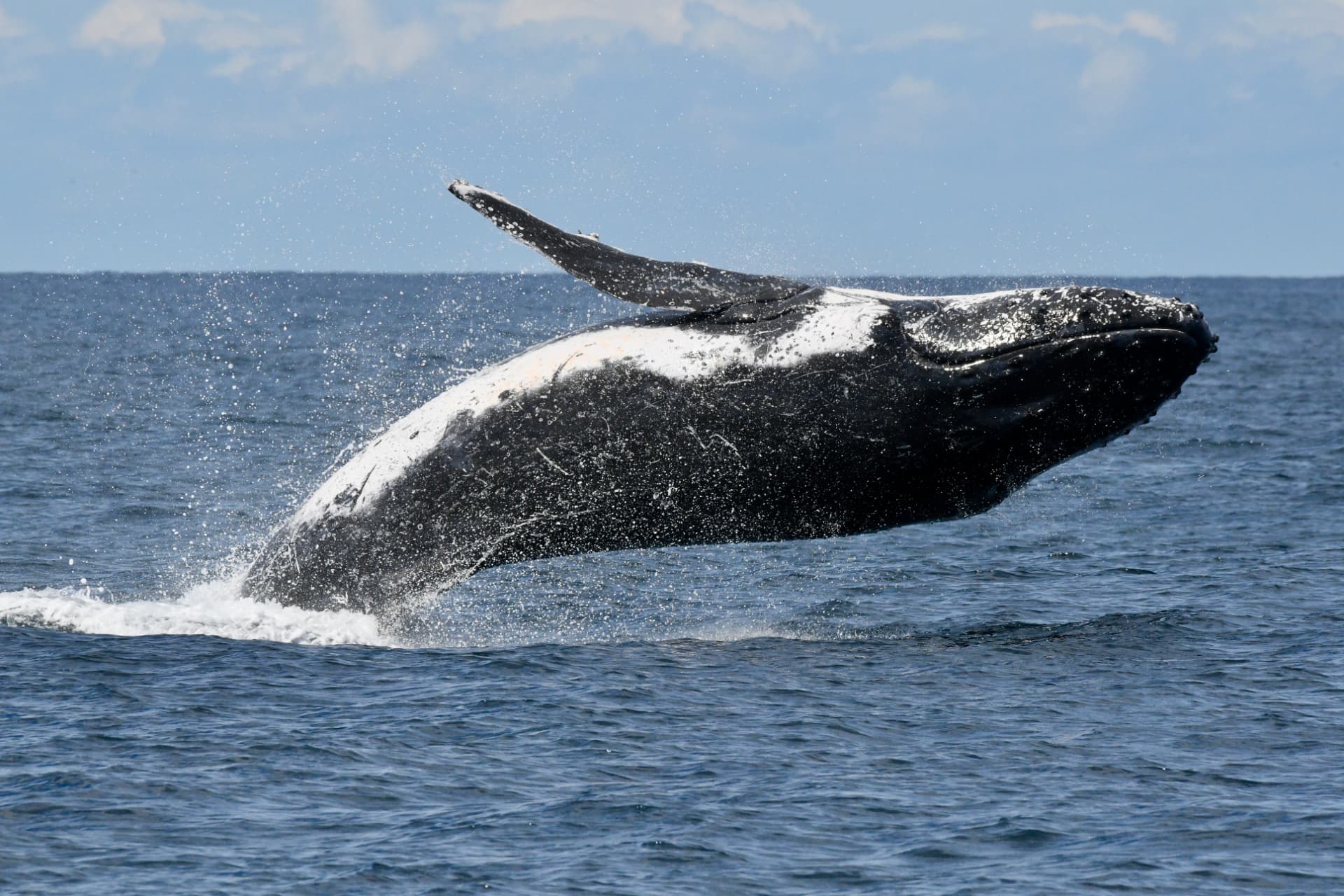 Humpback whale breaching side-on with its pectoral fin raised off Ballina.