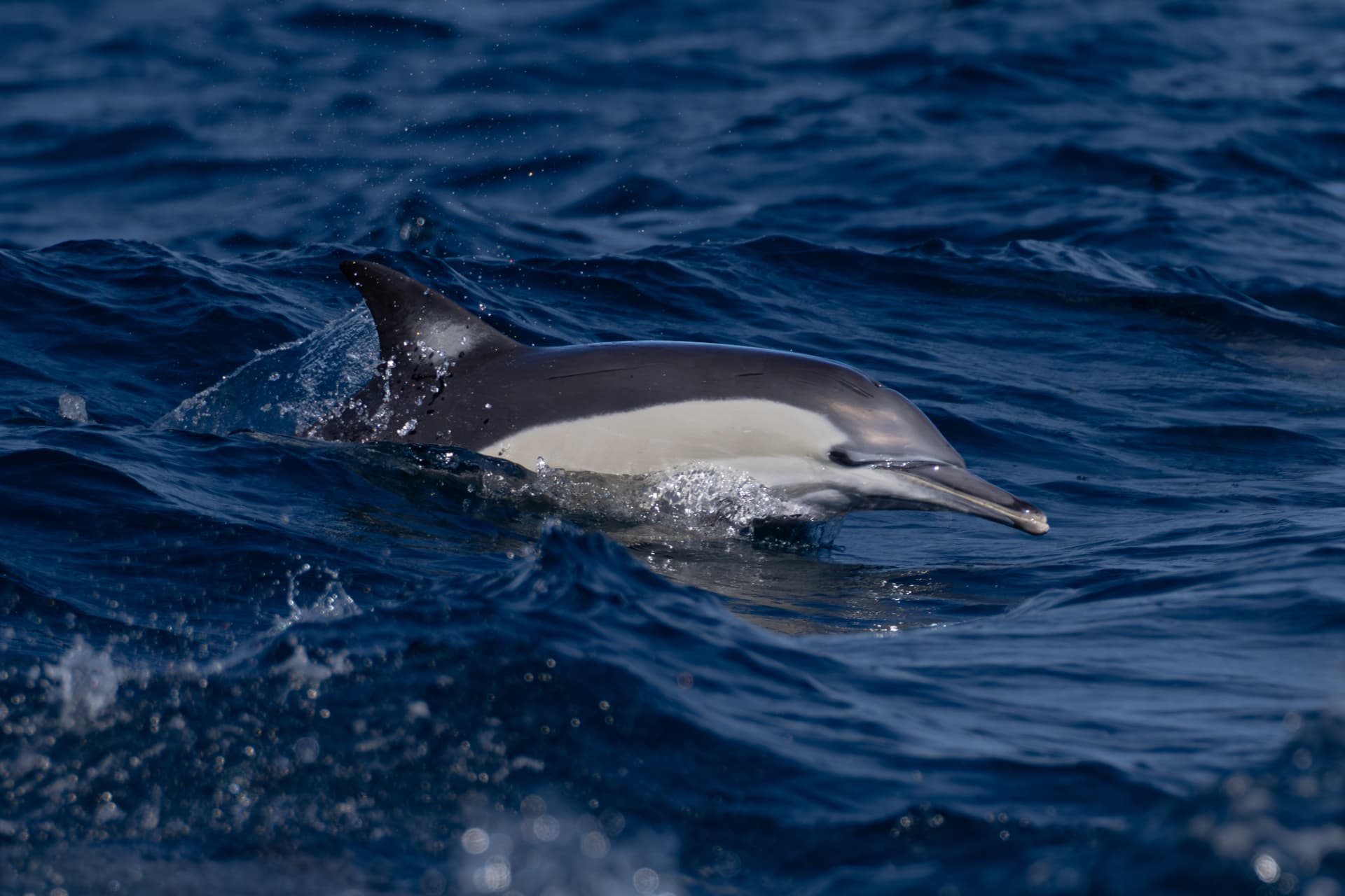 Short-beaked common dolphin surfing a deep blue swell off the Northern Rivers coast