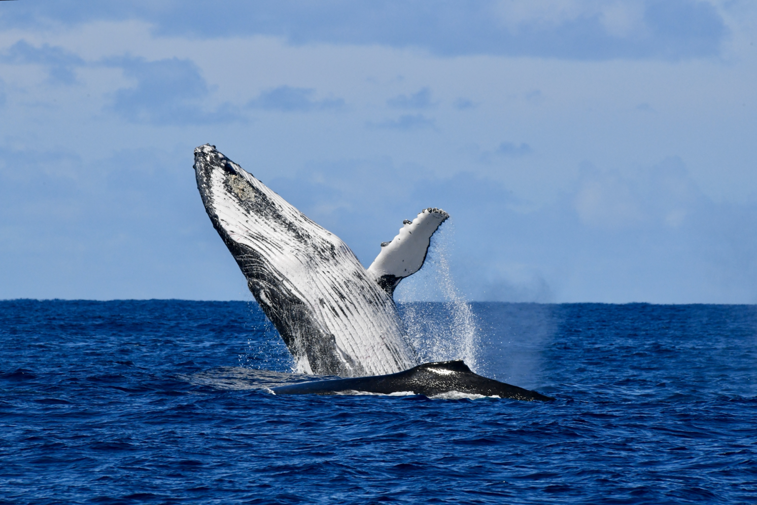 Humpback whale rising from the ocean with one white pectoral fin visible