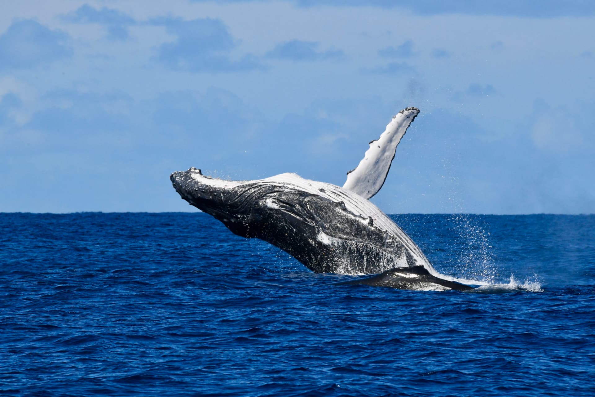 Humpback whale slapping its long pectoral fin on the water off Ballina