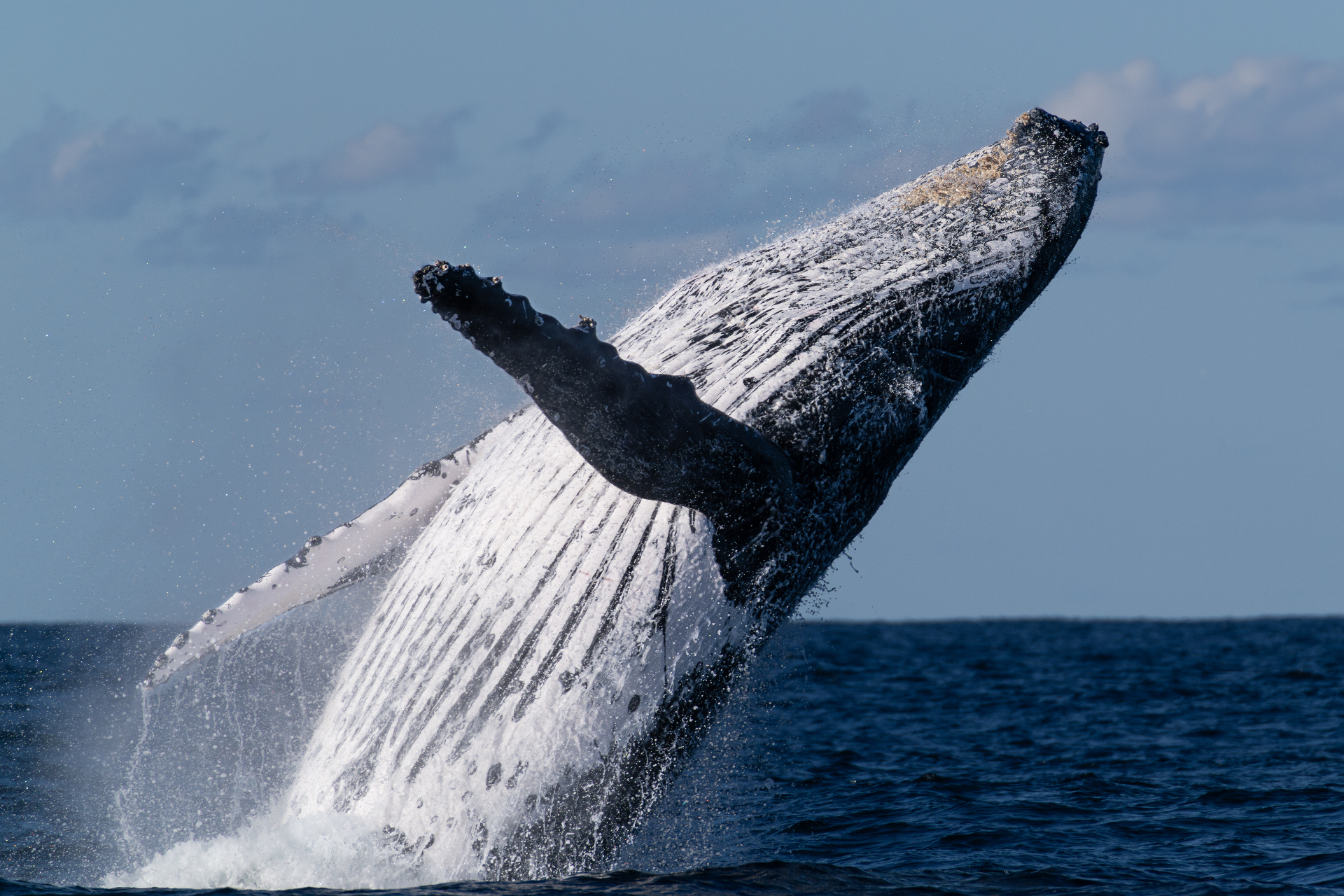 Humpback whale breaching close to the vessel