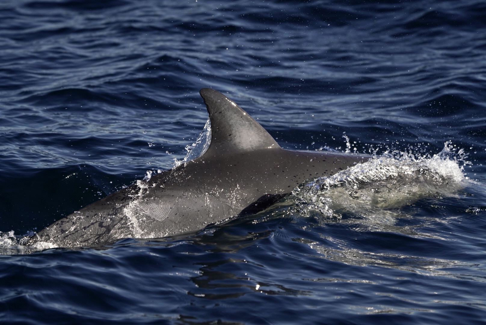 Indo-Pacific bottlenose dolphin surfacing off Ballina, dorsal fin cutting through deep blue water