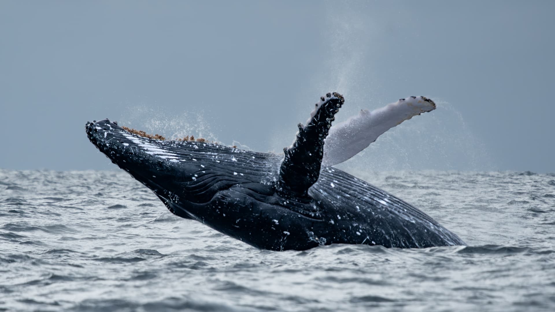 Full sideways humpback whale breach off Ballina, pectoral fins clear of the water
