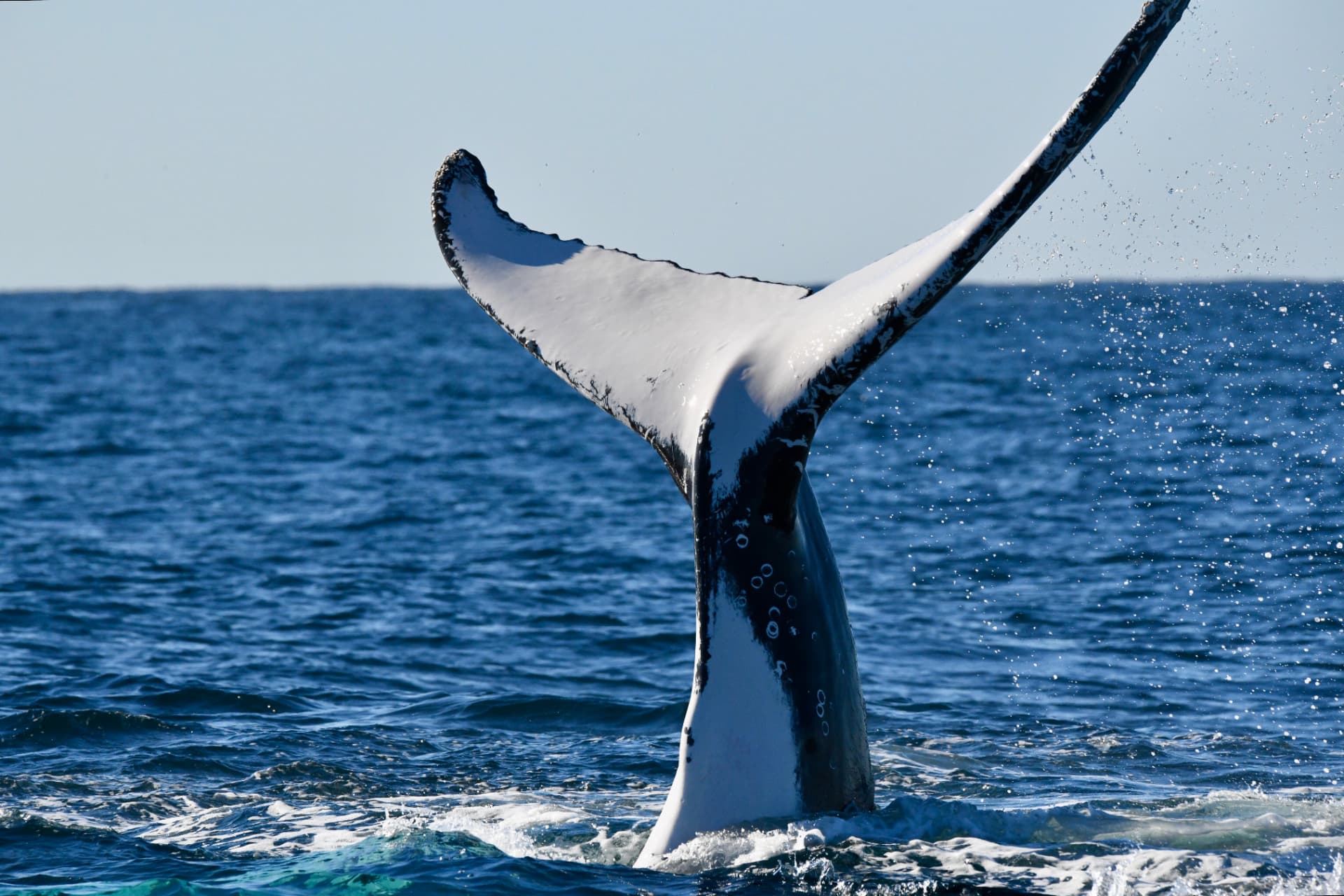 Humpback whale throwing its tail with spray flying against a clear blue sky off Ballina