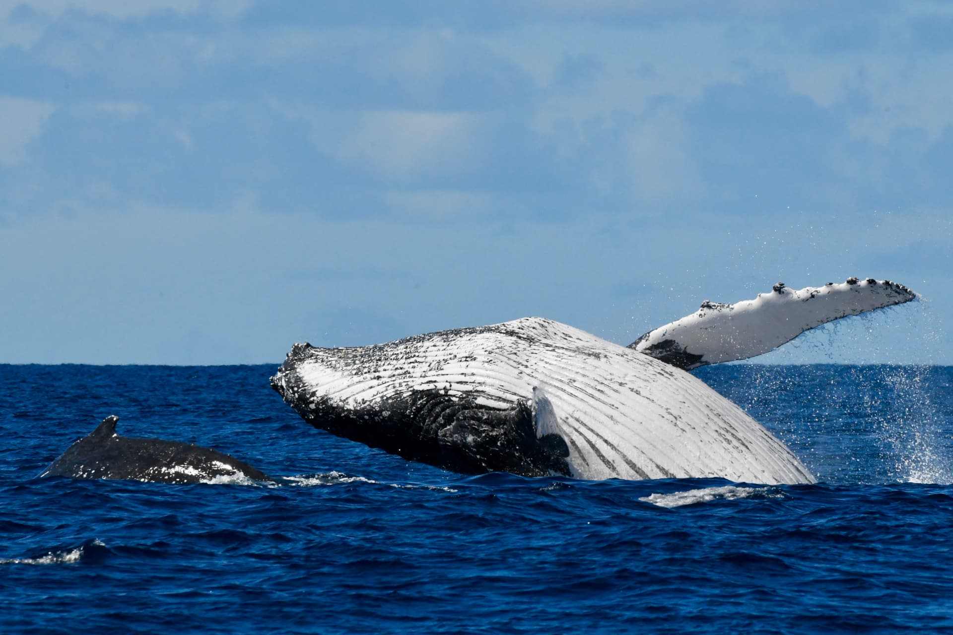 Humpback whale lunging horizontally across the ocean surface near Ballina