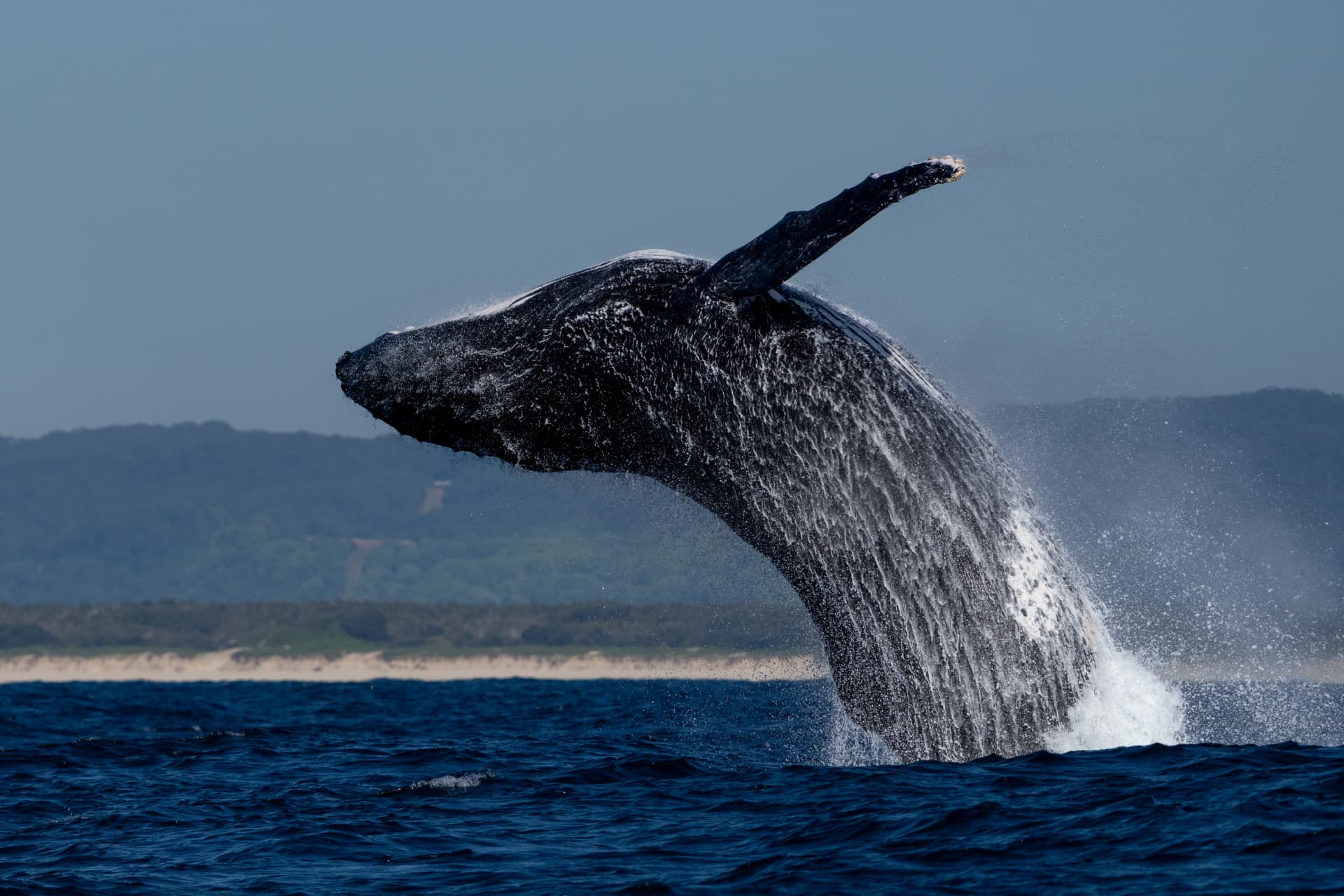 Humpback whale breaching with the Northern Rivers coastline behind
