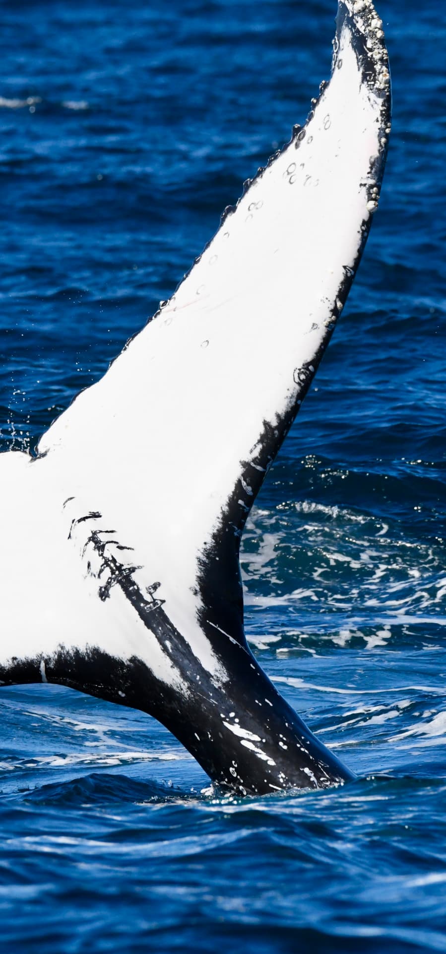 Close-up of a barnacled humpback whale tail fluke above deep blue water off Ballina