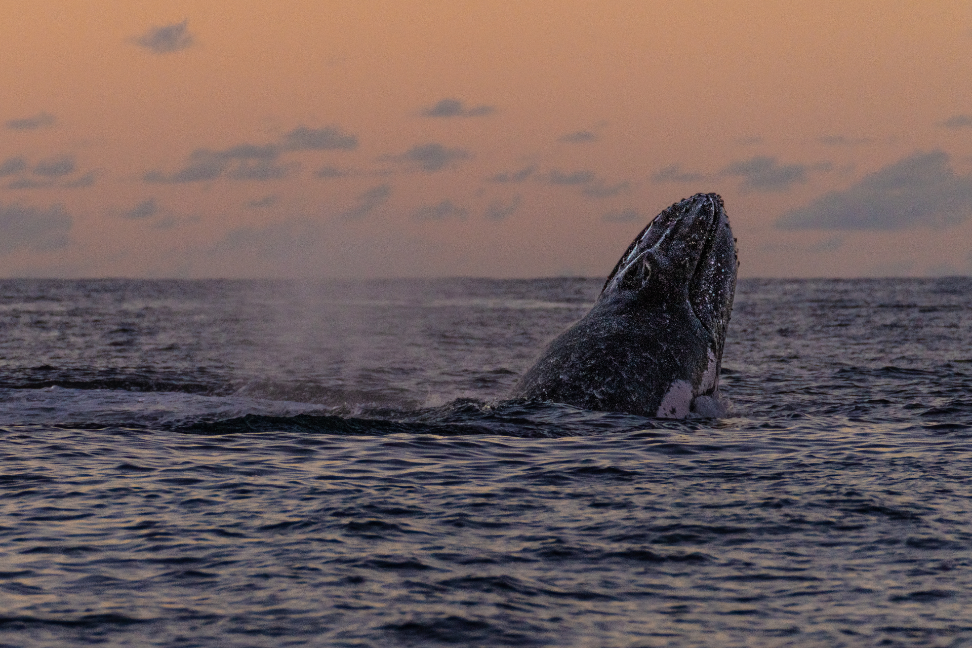 The Encounter — Ballina whale watching voyage