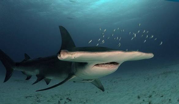 Scalloped hammerhead shark swimming above a sandy ocean floor with small fish nearby