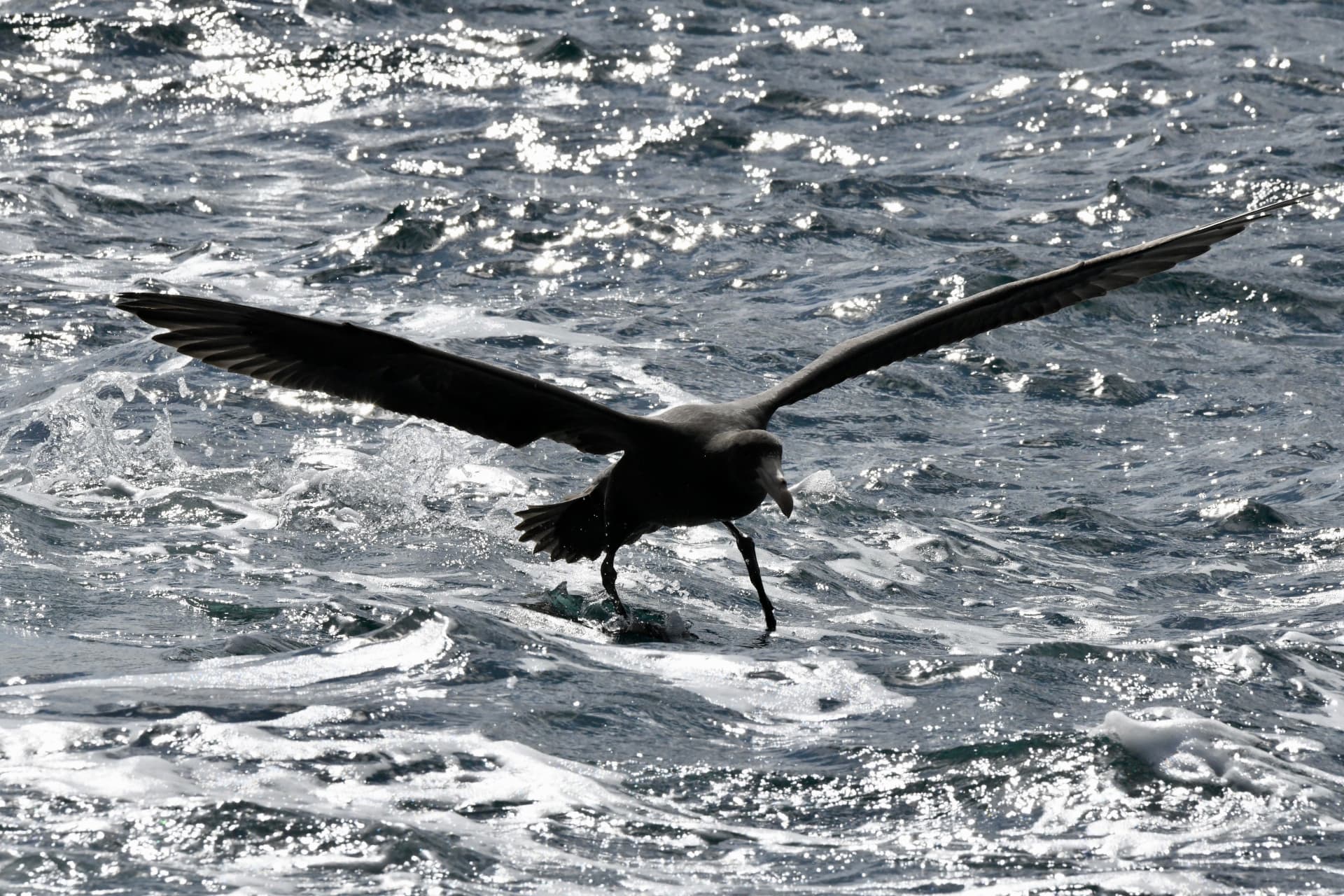 Giant petrel lifting off the water with wings outstretched