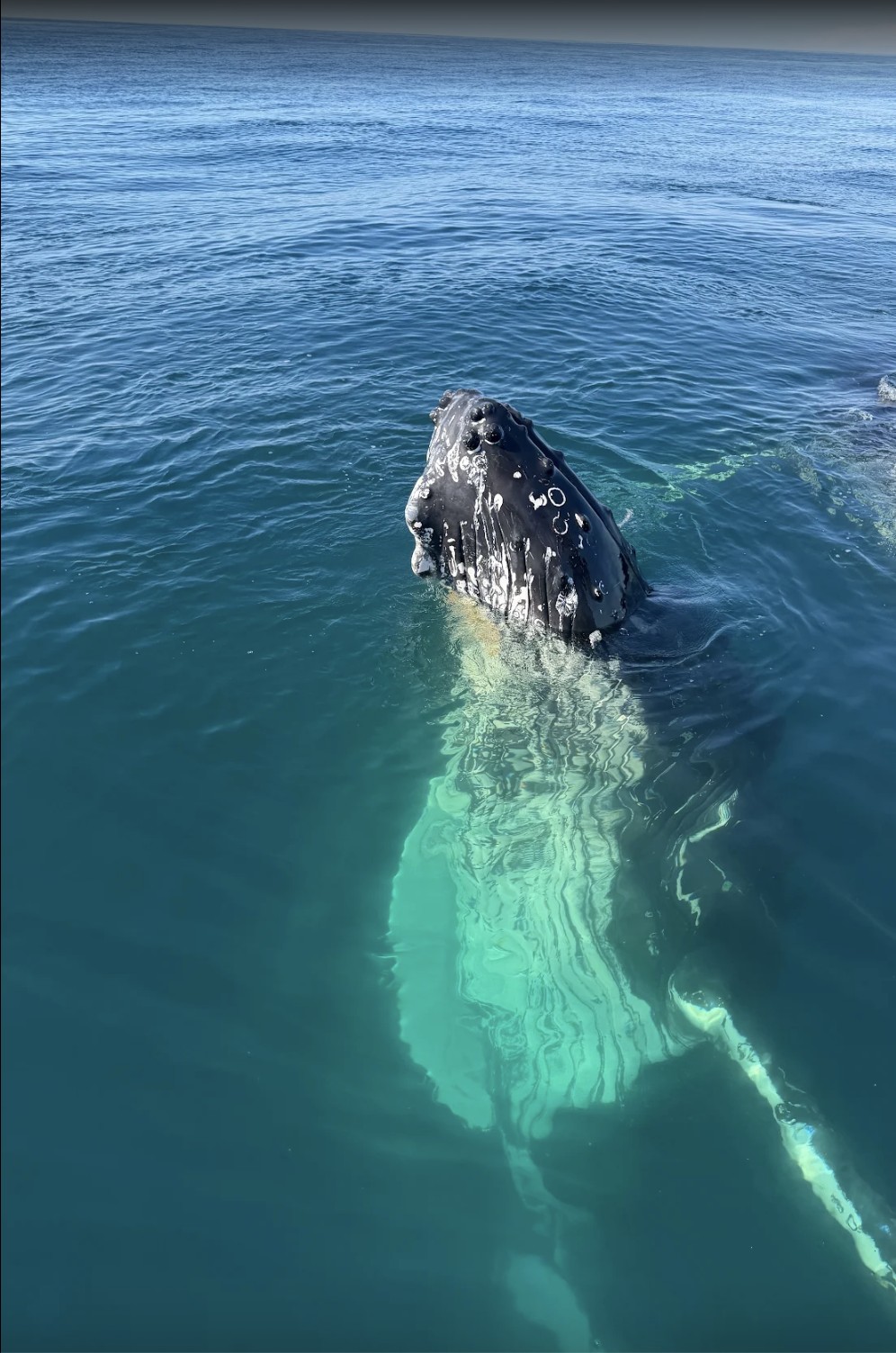Humpback whale spyhopping beside the vessel, photographed by guest Gregory Hall
