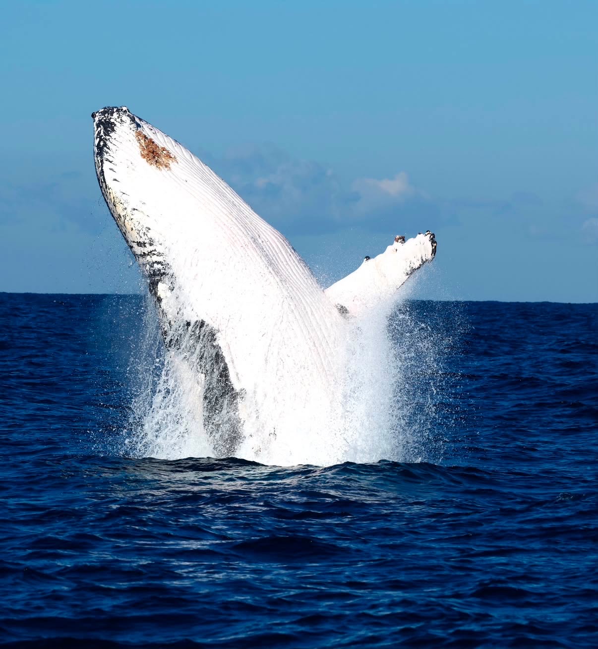 Humpback whale breaching clear of the deep blue ocean off Ballina