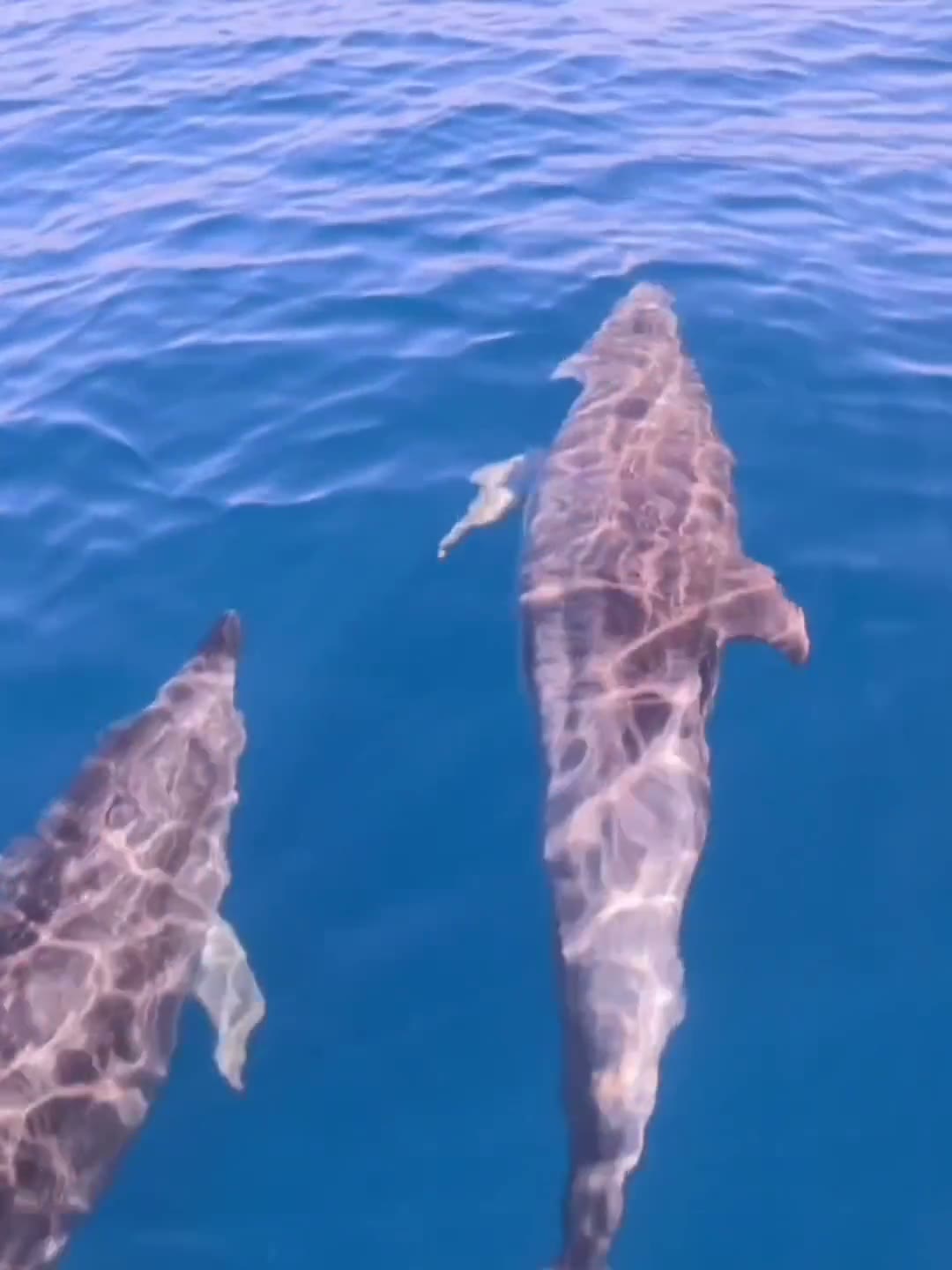 Cetacean One on a summer adventure off Ballina