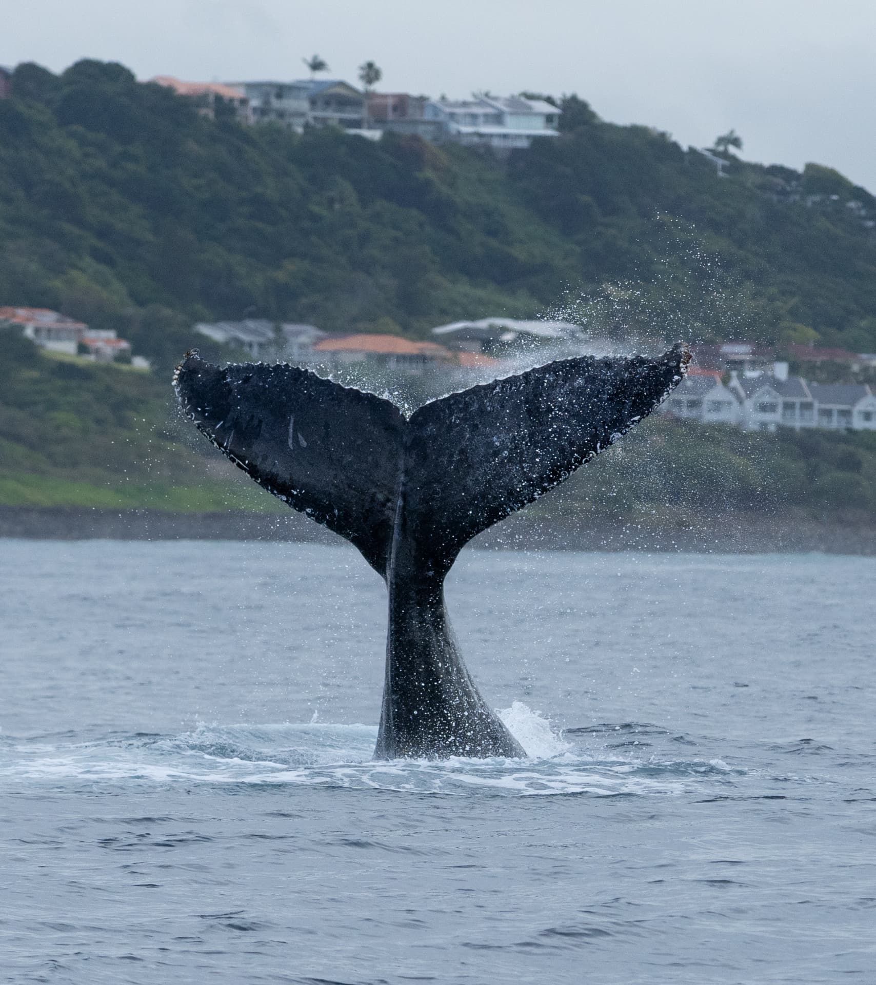 Humpback whale throwing its tail against the Ballina headland
