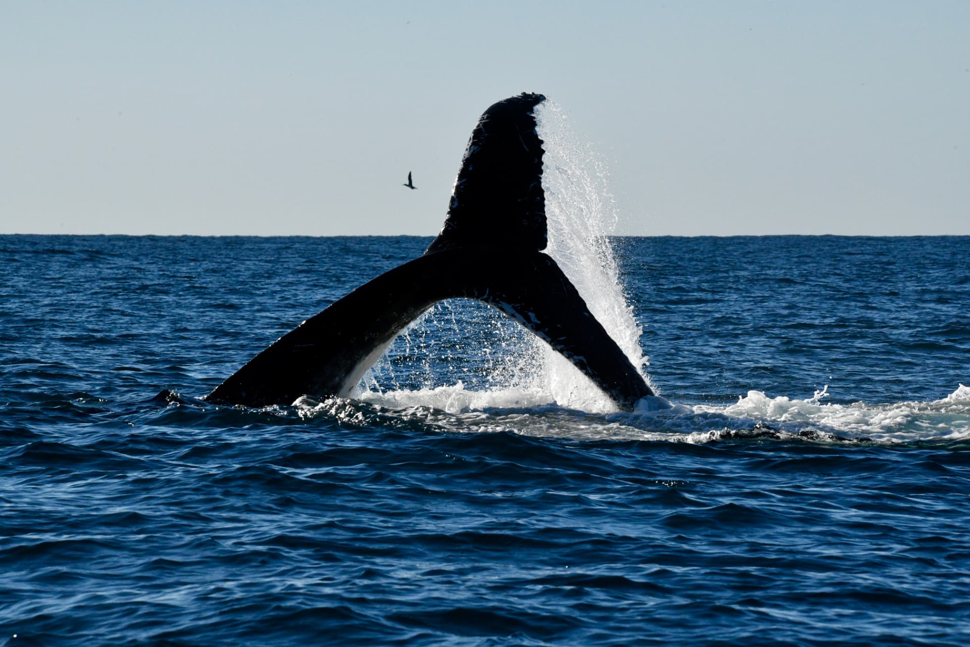 Backlit humpback whale tail slap with a seabird passing behind off the Northern Rivers coast
