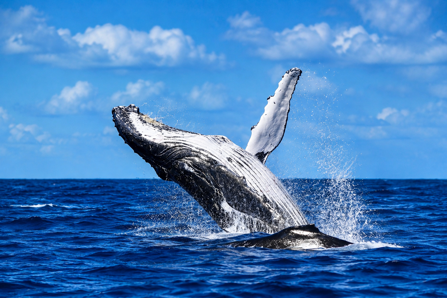 Humpback whale breaching with its long pectoral fin raised off the Northern Rivers coast