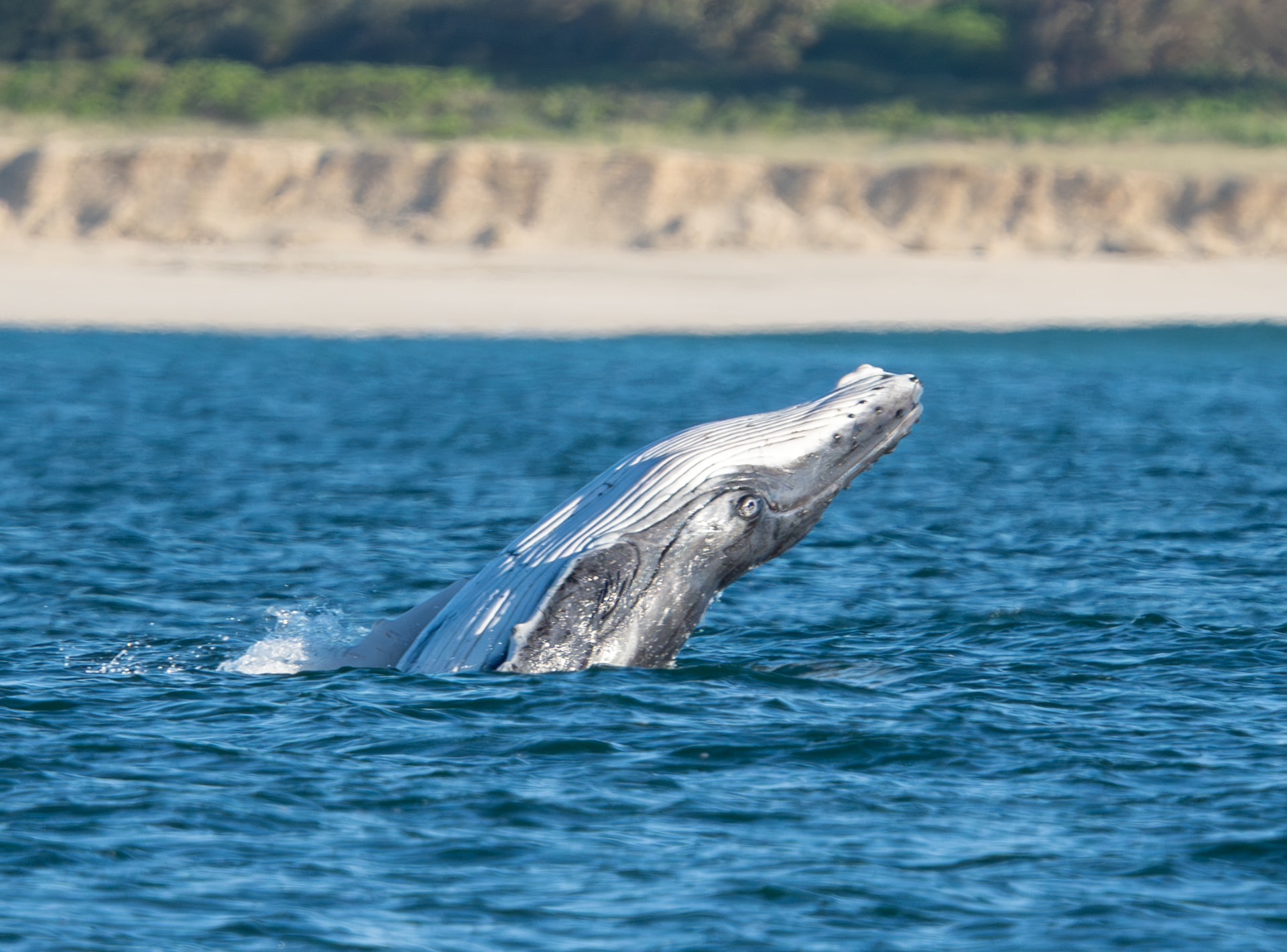 Humpback whale calf head-lunging out of the water close to a Northern Rivers beach