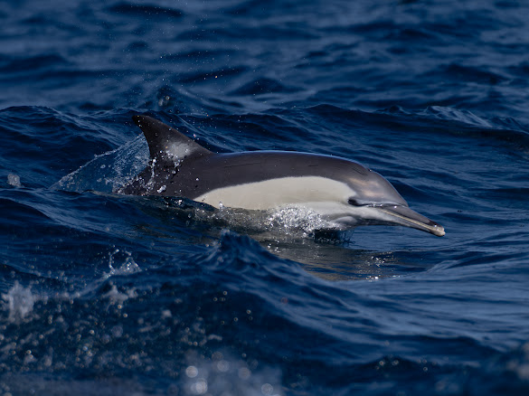Bottlenose dolphins riding the bow wave