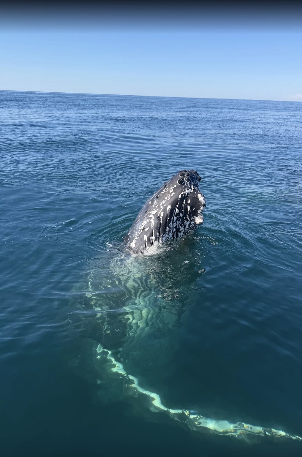 Humpback whale spyhopping beside the vessel, photographed by guest Gregory Hall