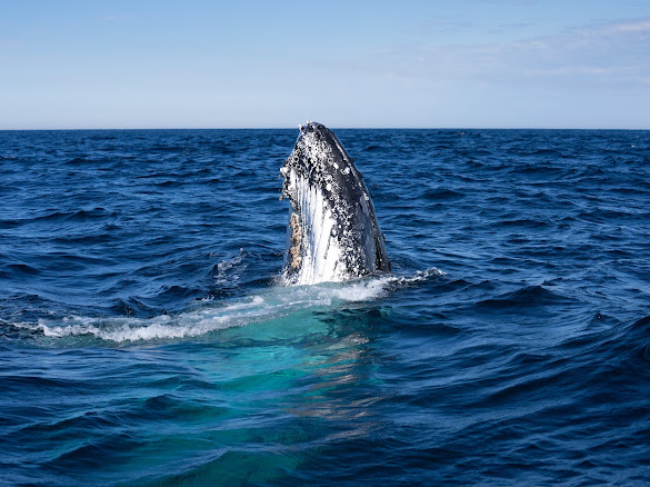 Humpback whale spy-hopping beside the vessel
