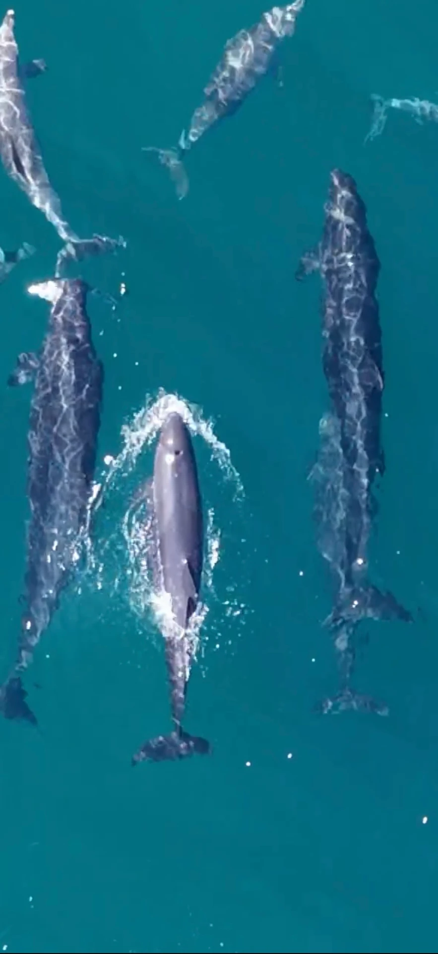 Dolphin pod swimming together seen from above