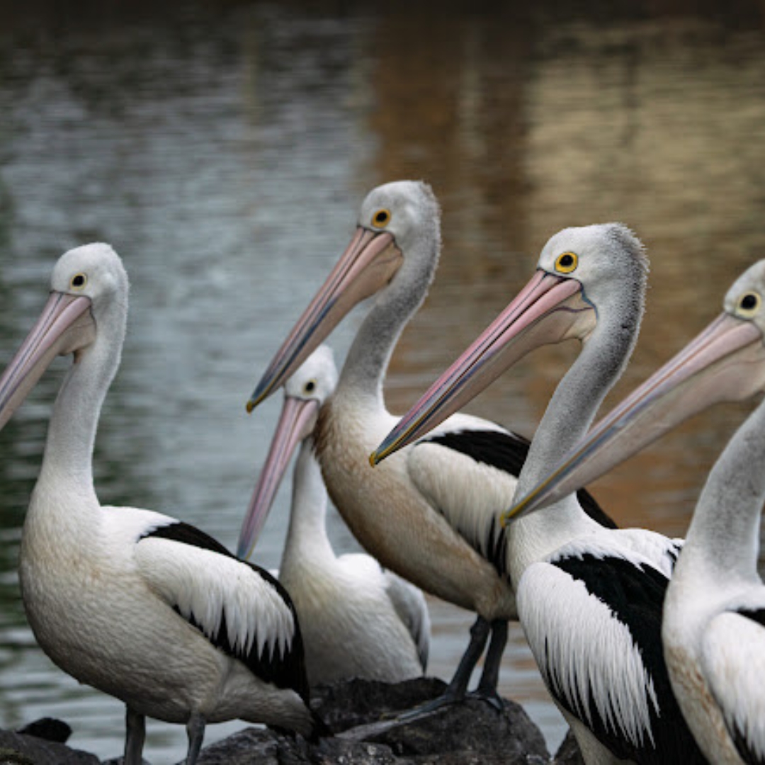A row of Australian pelicans resting by the Richmond River