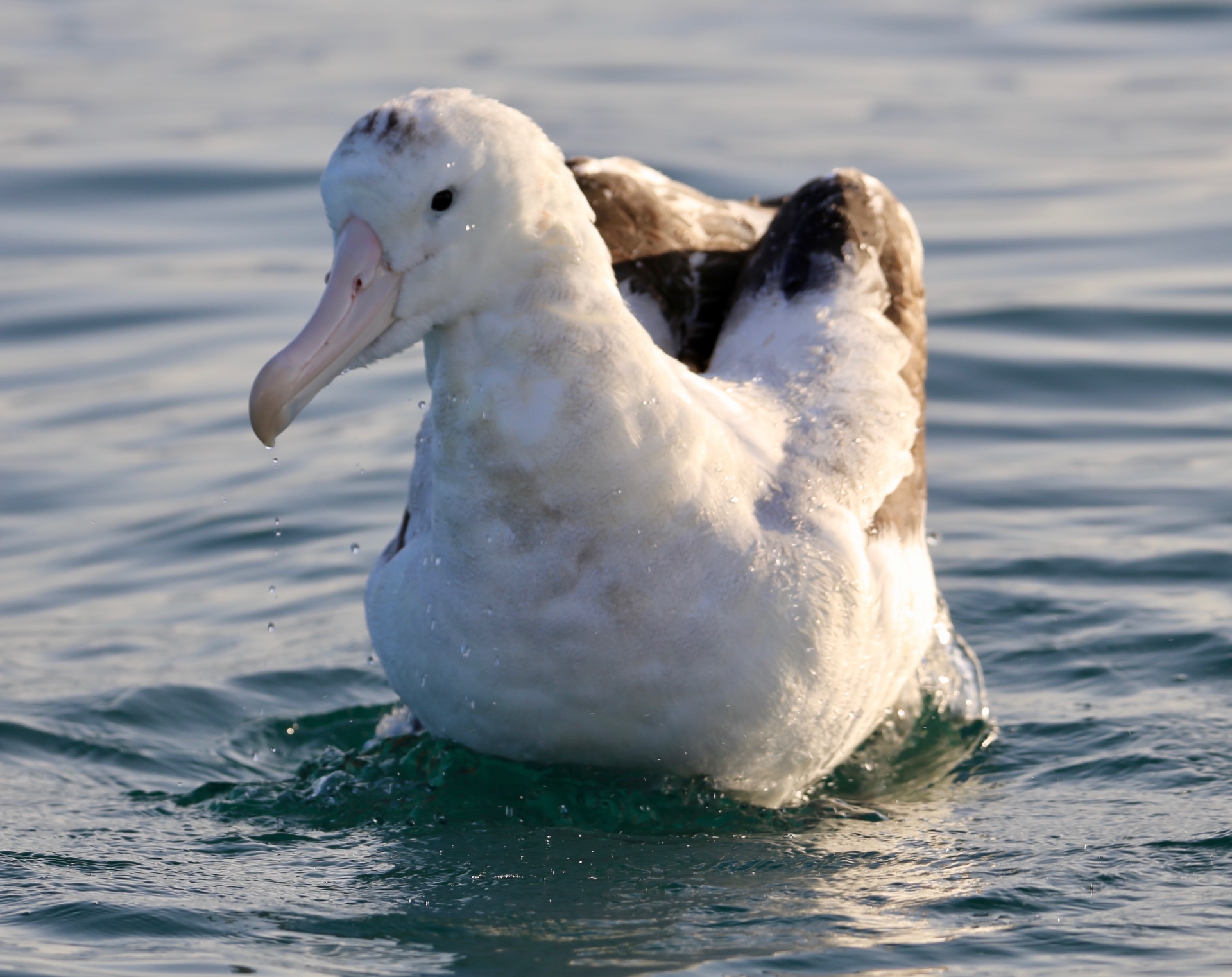 Albatross resting on calm blue water off the Northern Rivers coast