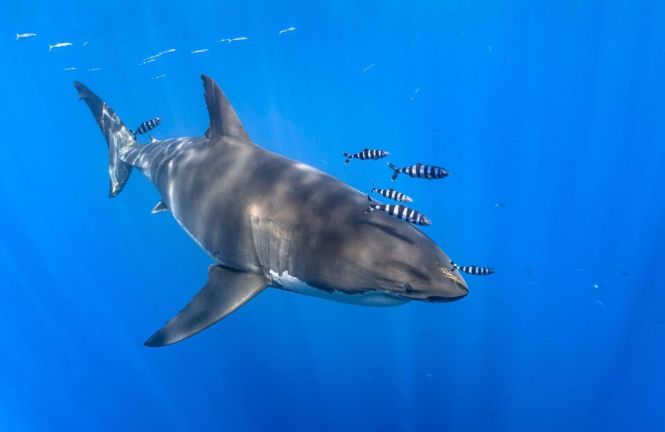 Great white shark cruising through sunlit blue water with pilot fish alongside
