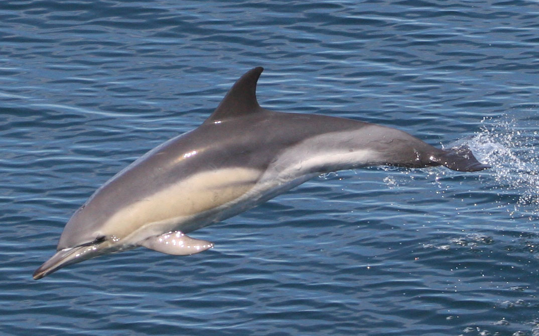 Short-beaked common dolphin leaping clear of the water