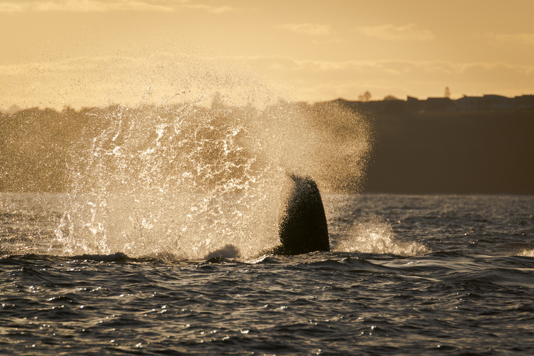 Humpback whale tail throw silhouetted against a golden sunset
