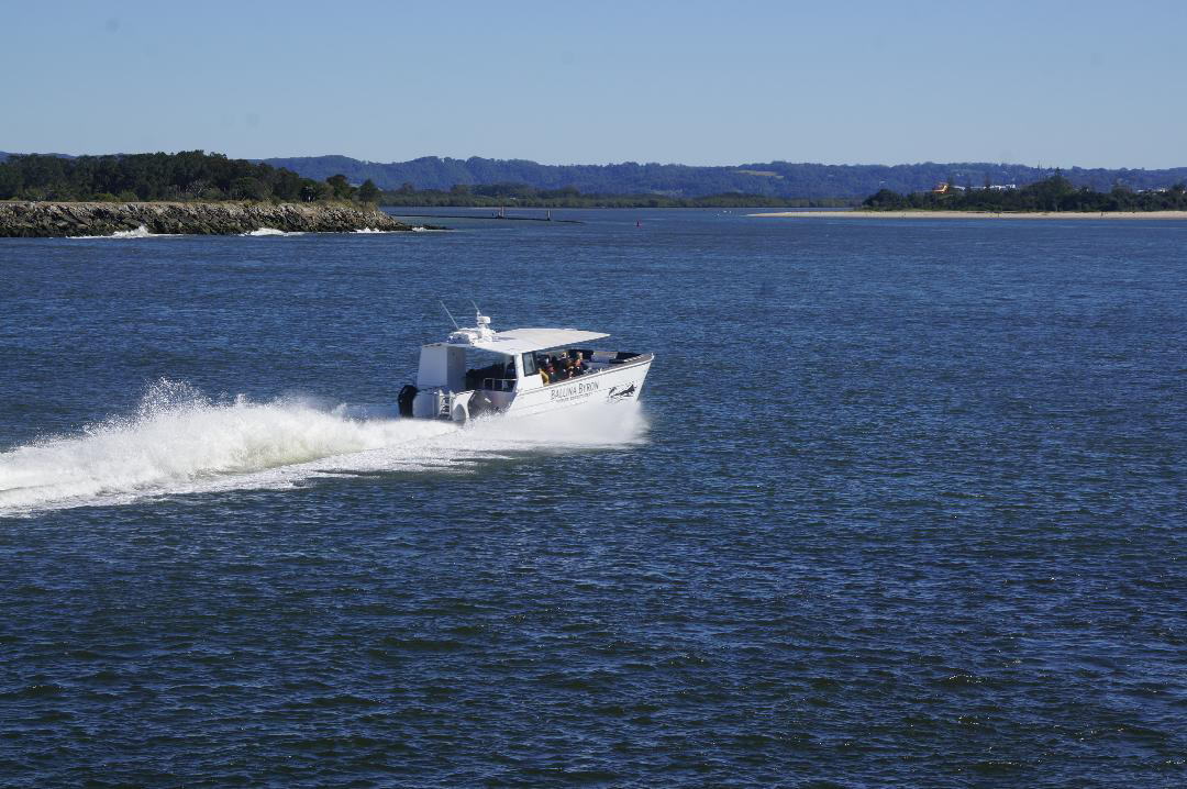 The Return — Ballina whale watching voyage