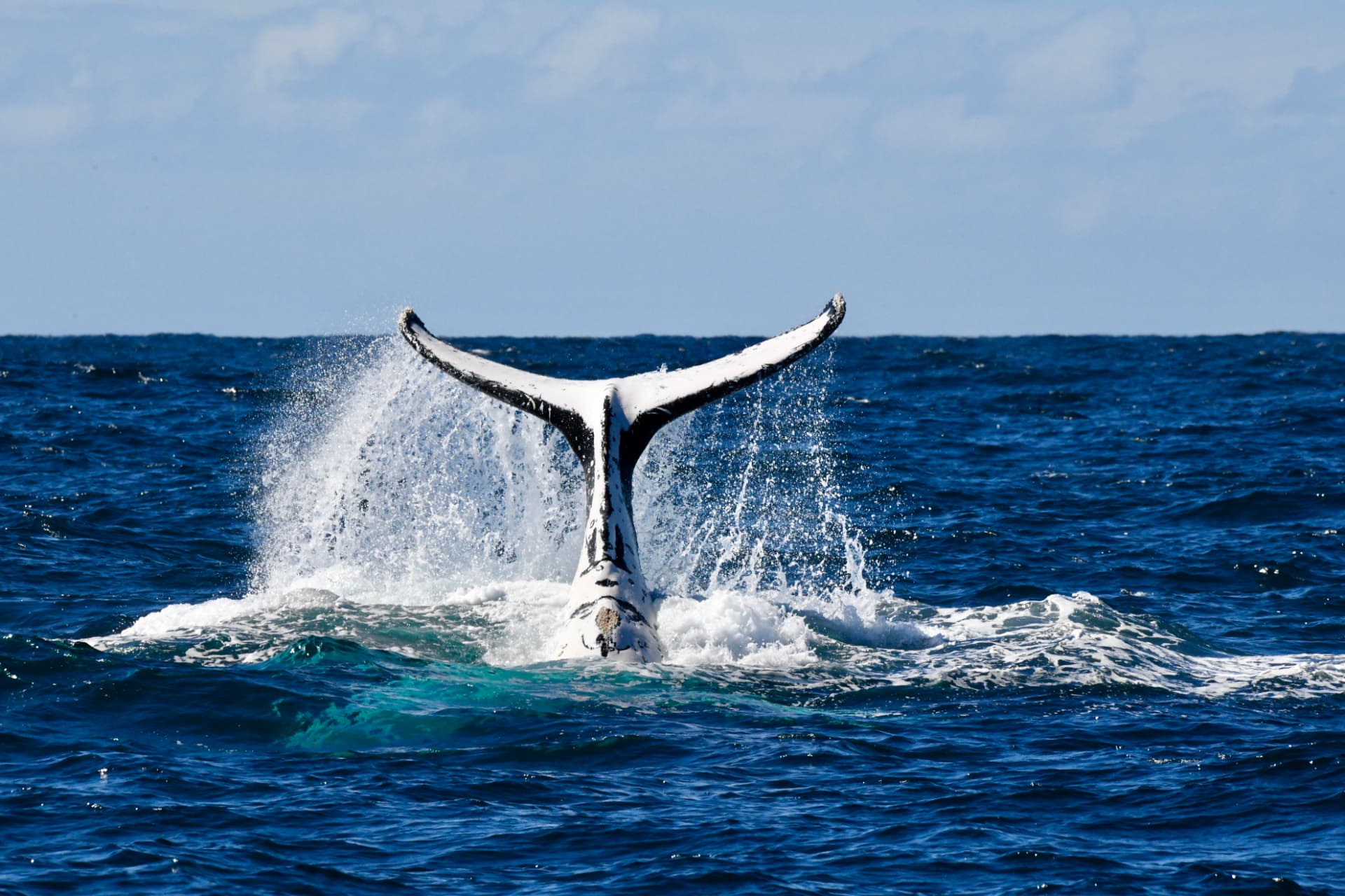 Large humpback whale tail fluke held vertically above deep blue water