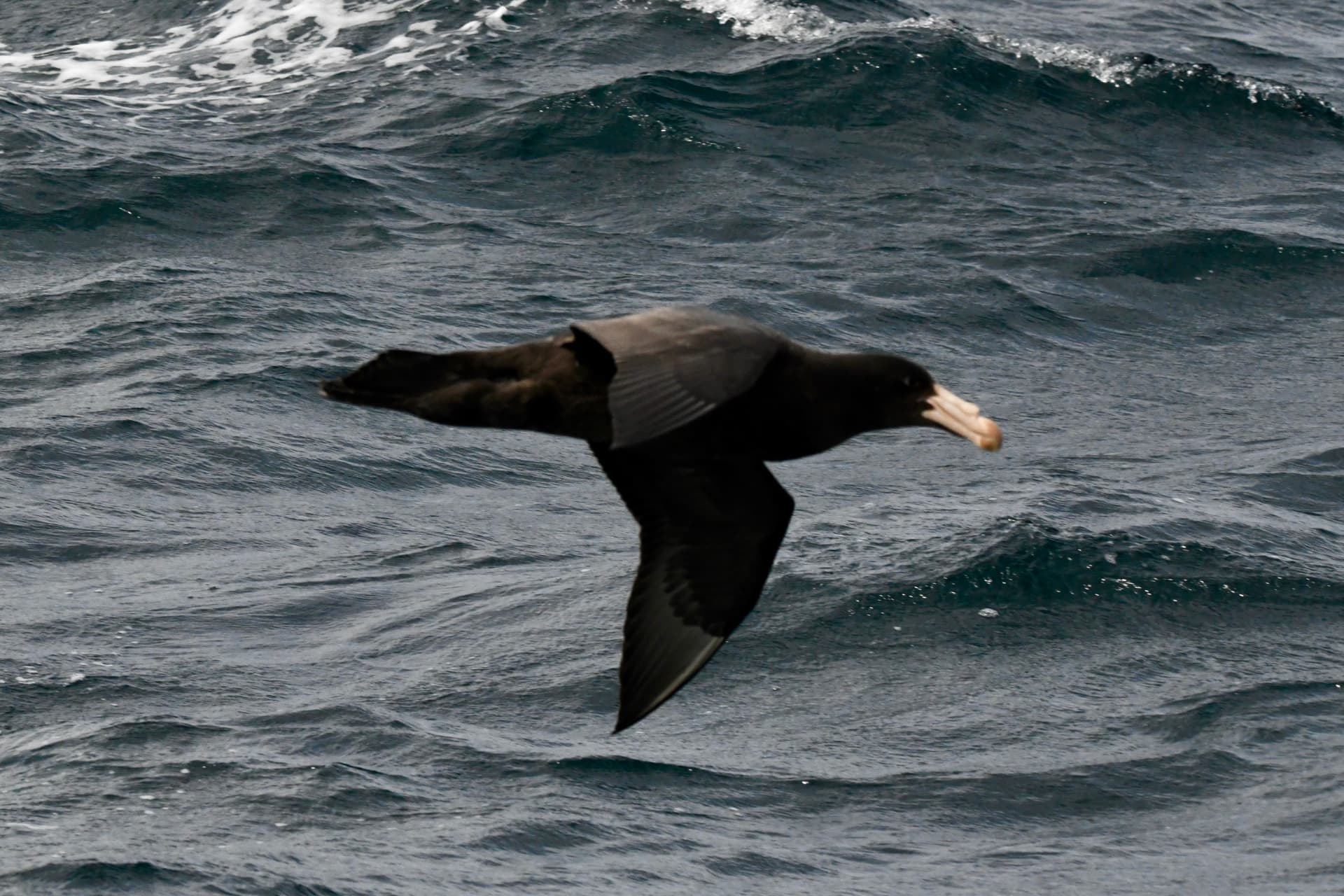 Southern giant petrel gliding low over the open ocean
