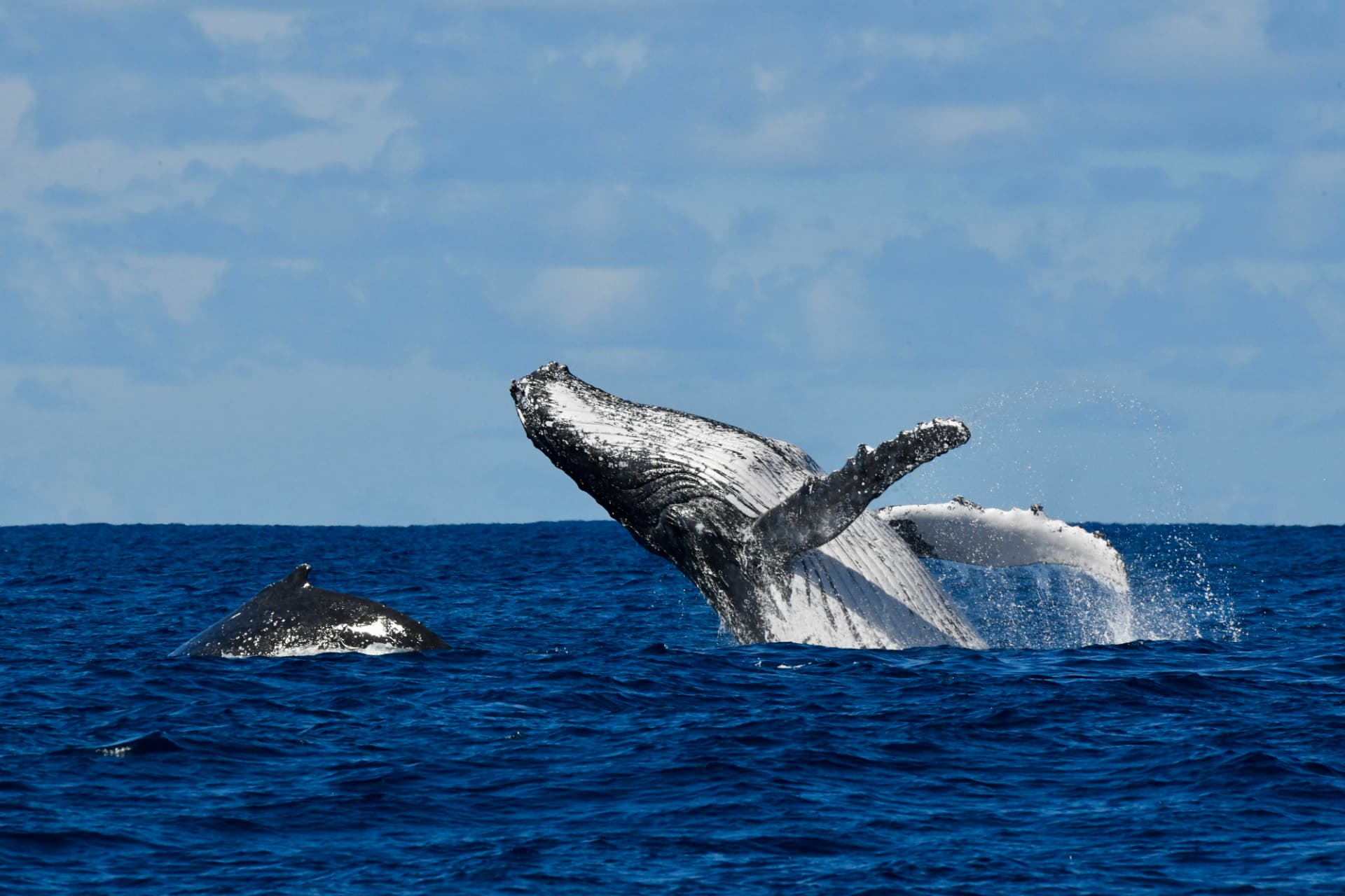 Humpback whale breaching beside another whale during the migration off Ballina