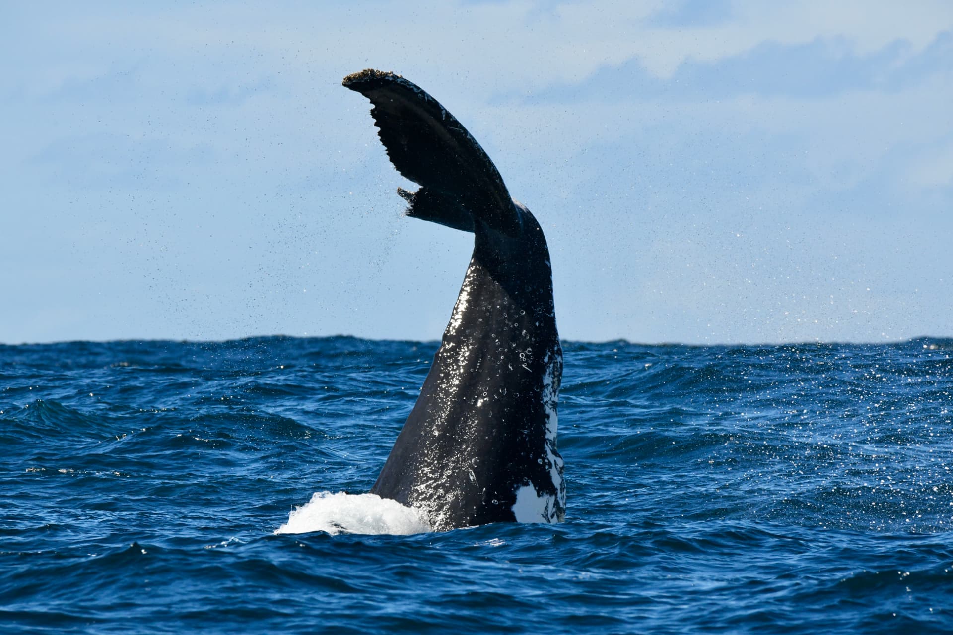 Humpback whale tail fluke descending into the ocean in a burst of spray